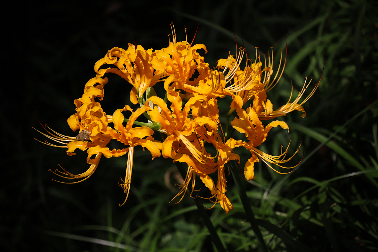 彼岸花·曼珠沙华（图ZMTg0MTY4NDM2） - 风光摄影 - 站酷设计师公子雪原创素材 - 站酷ZCOOL