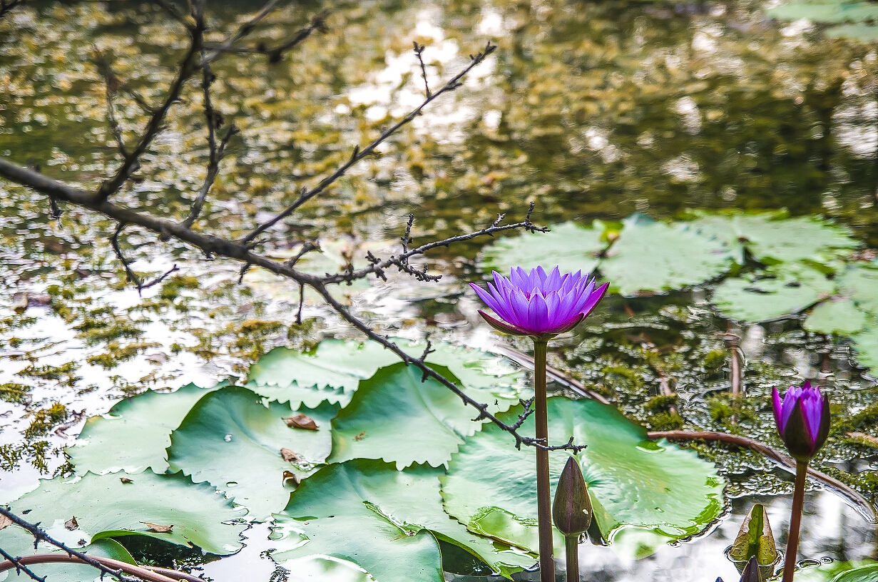 桂林漓江九馬畫(huà)山 vs Club Med（圖ZMzQyNTc0Mjg=） - 風(fēng)光攝影 - 站酷設(shè)計(jì)師安心遠(yuǎn)原創(chuàng)素材 - 站酷ZCOOL