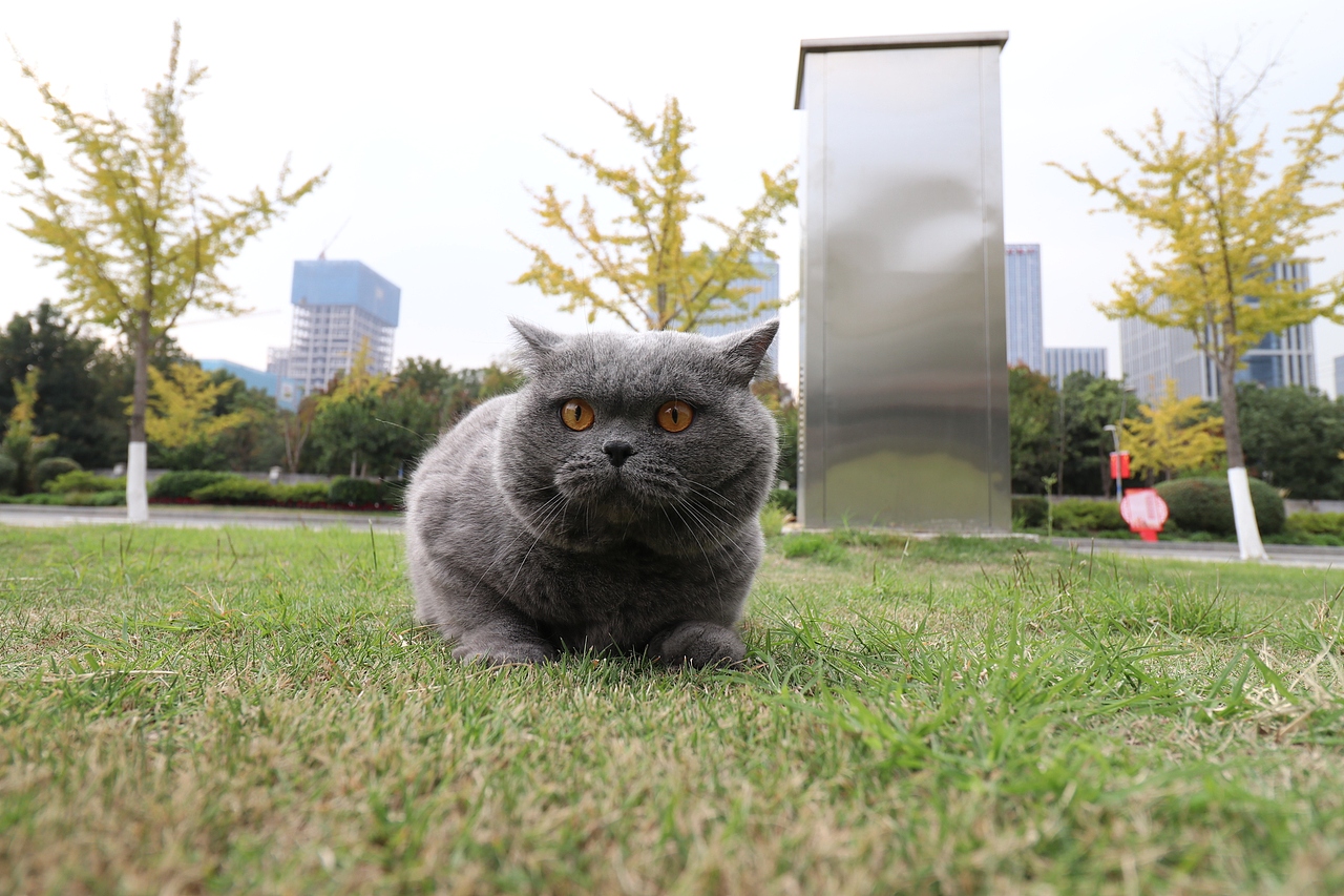 沐米猫舍 纯蓝色-英国短毛猫-高清照片