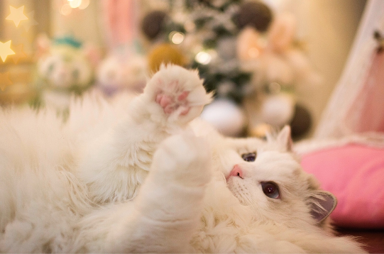 【布偶猫米法】圣诞节快乐！（图ZMTM5Nzk2NjQw） - 宠物摄影 - 站酷设计师猫的脚步声原创素材 - 站酷ZCOOL