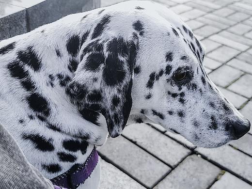 动物随拍记录（个人主页-ZNTE2NTI3MTY=） - 宠物摄影 - 站酷设计师月月666原创素材 - 站酷ZCOOL