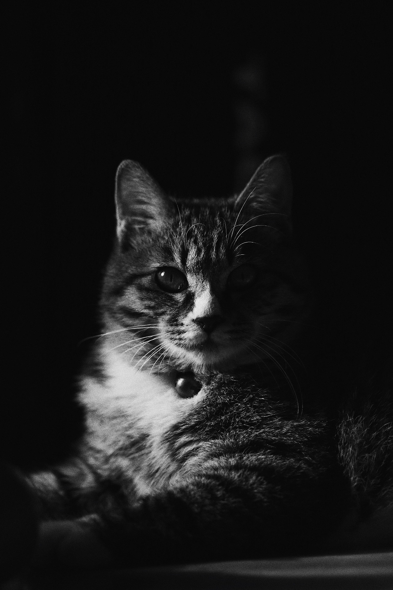 走哥初长成（图ZNjU0NDA2NTI=） - 宠物摄影 - 站酷设计师未央weiwei原创素材 - 站酷ZCOOL