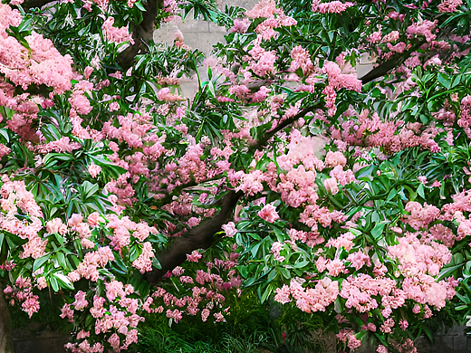 #AI创作实验室#一棵开满花的桂花树