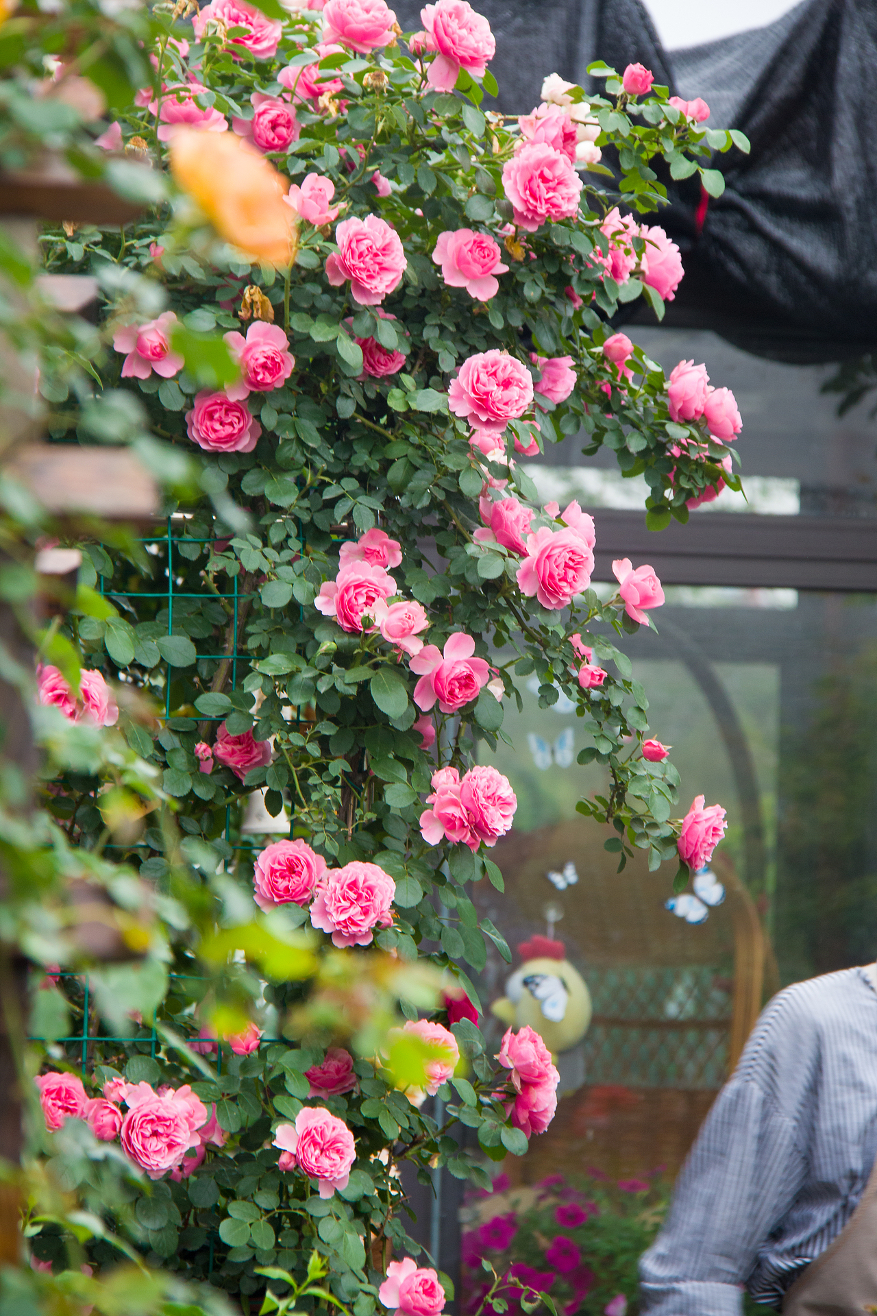 最美私家花园：月季花开的季节，可盐可甜！（图ZMjA4NTQ1OTc2） - 产品摄影 - 站酷设计师静水流深1206原创素材 - 站酷ZCOOL