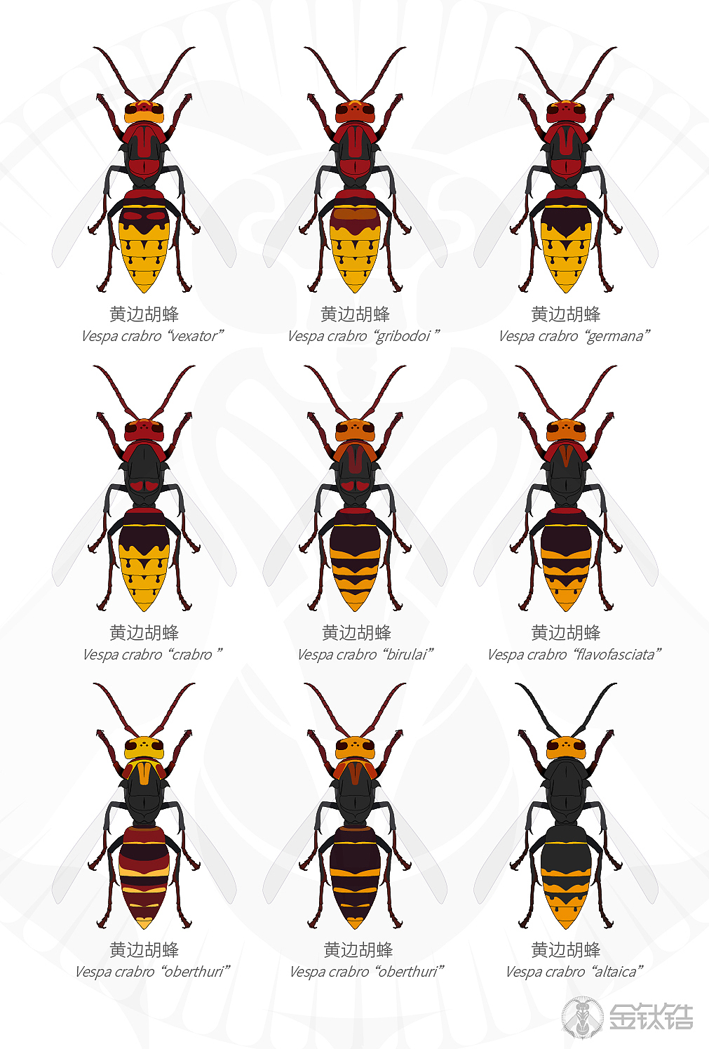 常见胡蜂马蜂色型车政大帝墨等等金钛锆