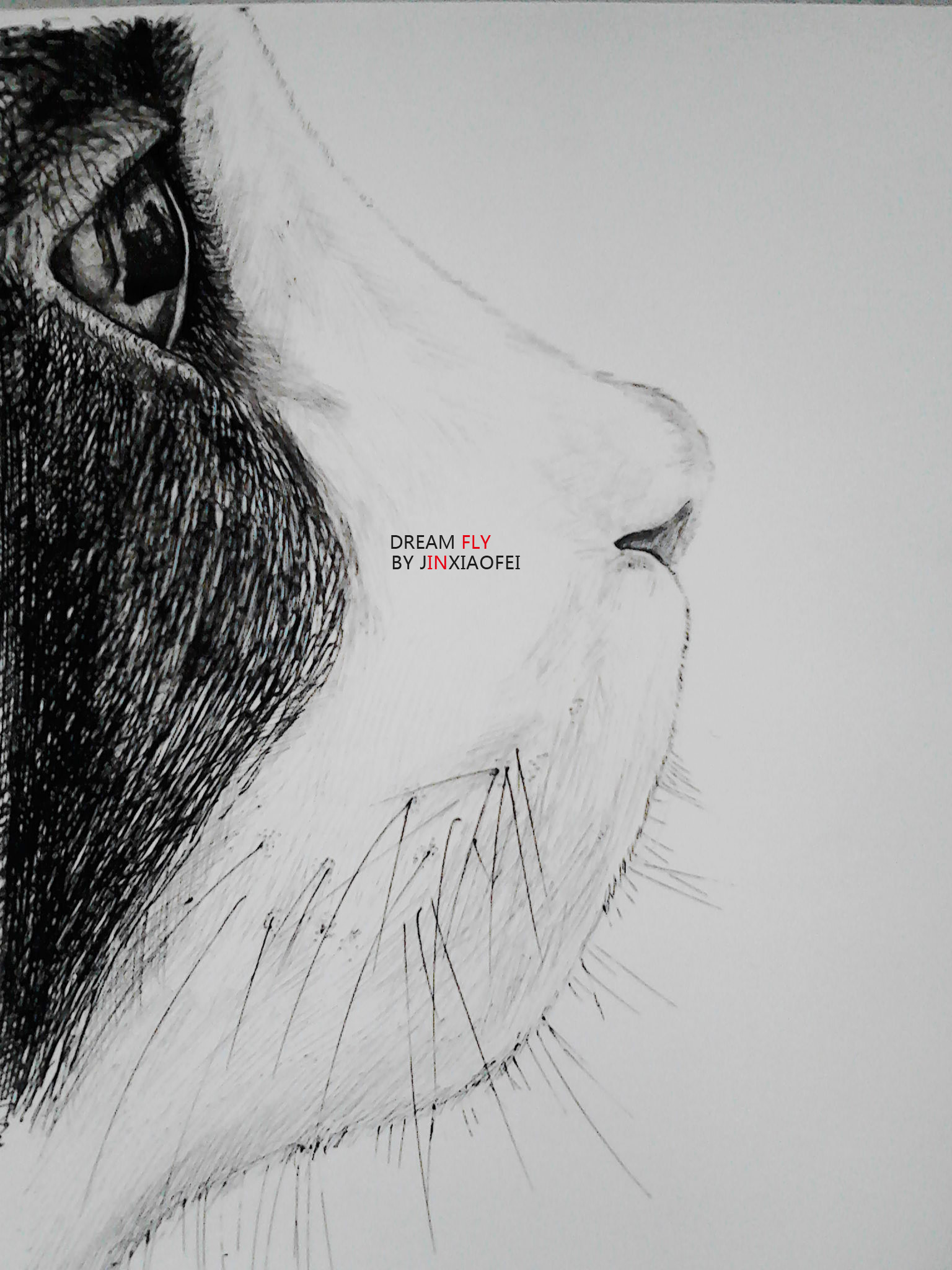 笔尖上----感情(小动物篇 中性笔)|纯艺术|素描|jinxiaofei - 原创