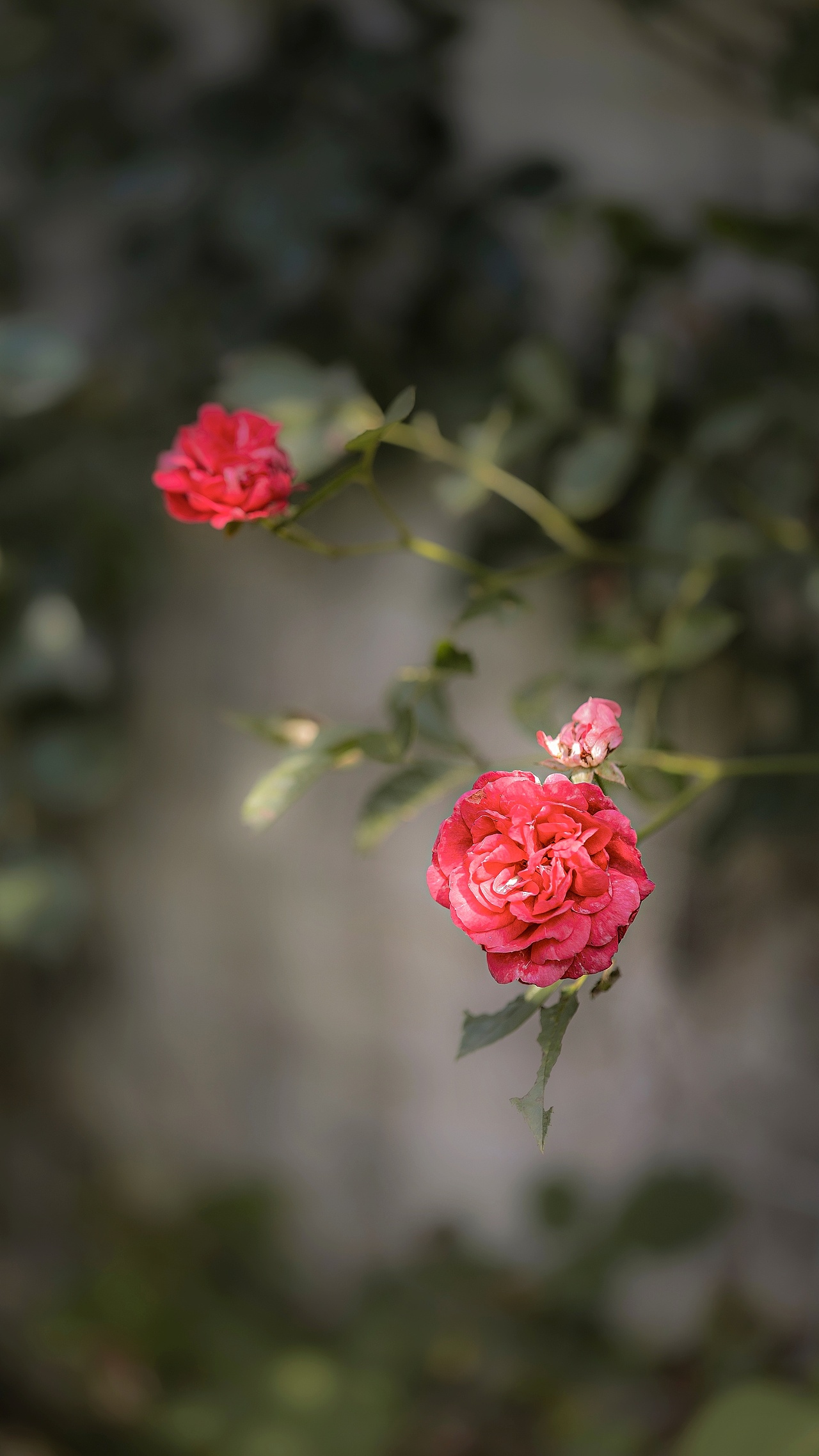 【蔷薇】（图ZMzAxMTg2OTc2） - 其他摄影 - 站酷设计师铃铛Lynne原创素材 - 站酷ZCOOL