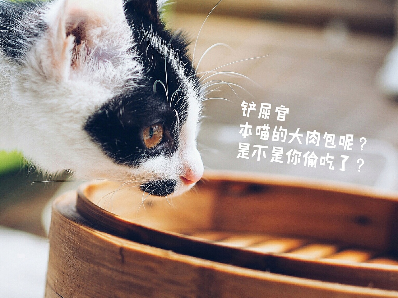 喵大人与铲屎官