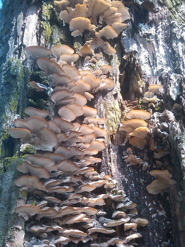 一群茵类!叫什么不知道……