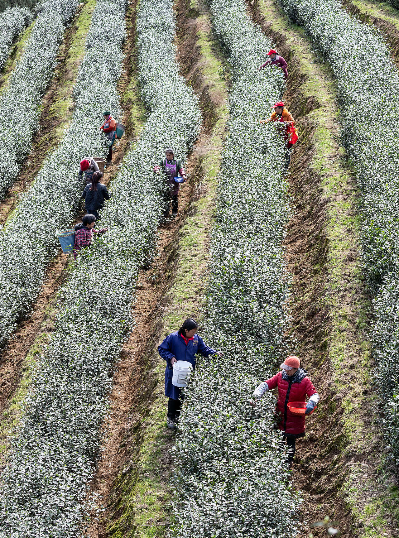 2019年2月16日,重庆市南川区南城街道半溪河社区茶农在采摘早春茶。