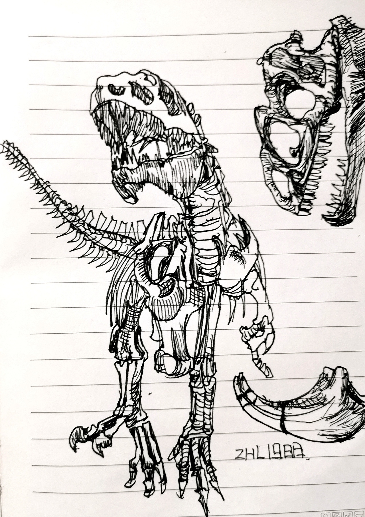 每日一画(十三)-画的动物速写