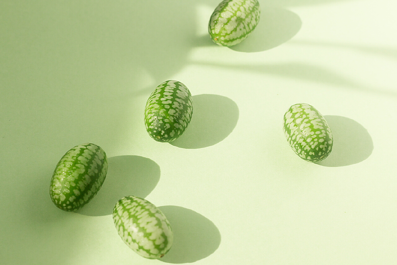 适合种在花盆里的拇指西瓜，但却有黄瓜的味道_支架