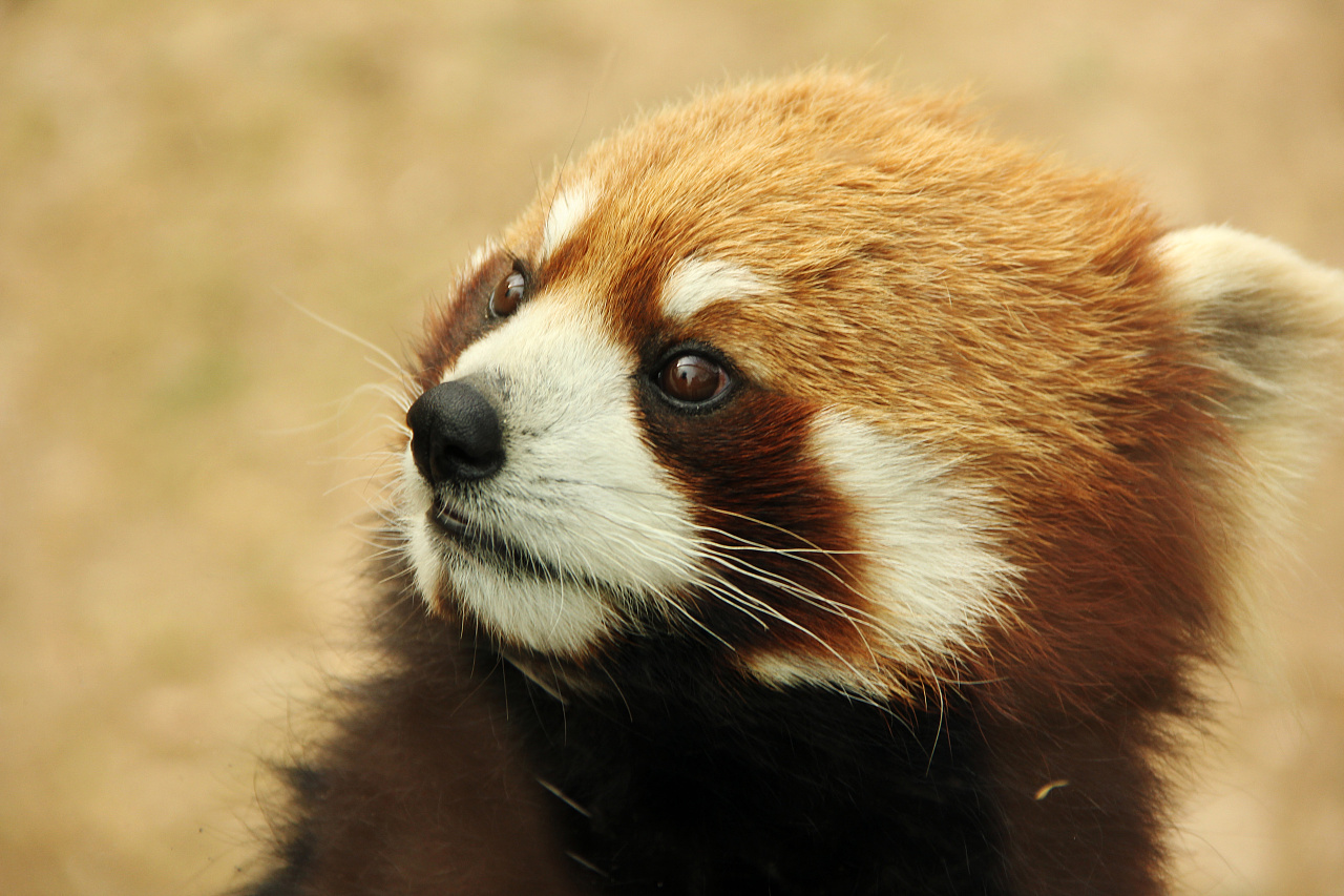 烟台南山公园游记|摄影|游记|愚人不自知 - 原创作品 - 站酷 (zcool)