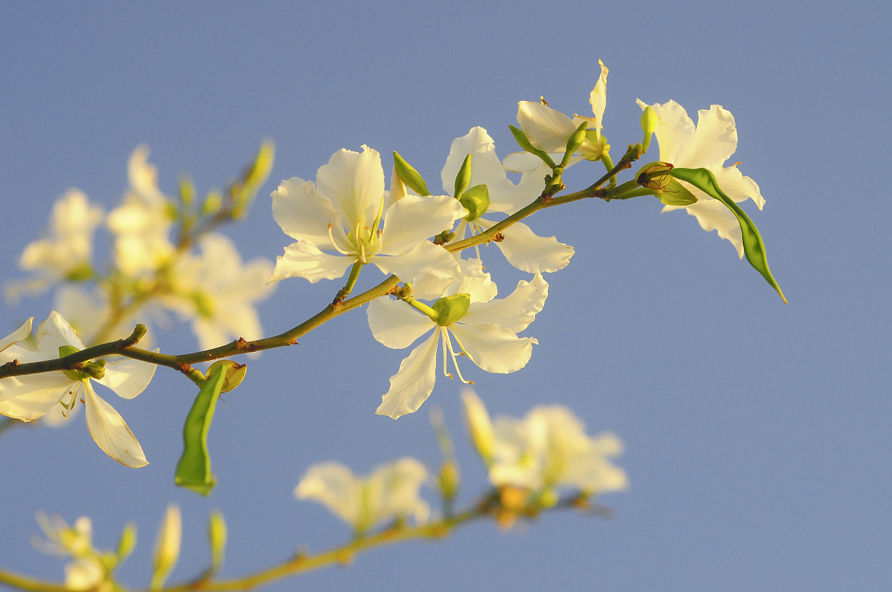白色紫荆花