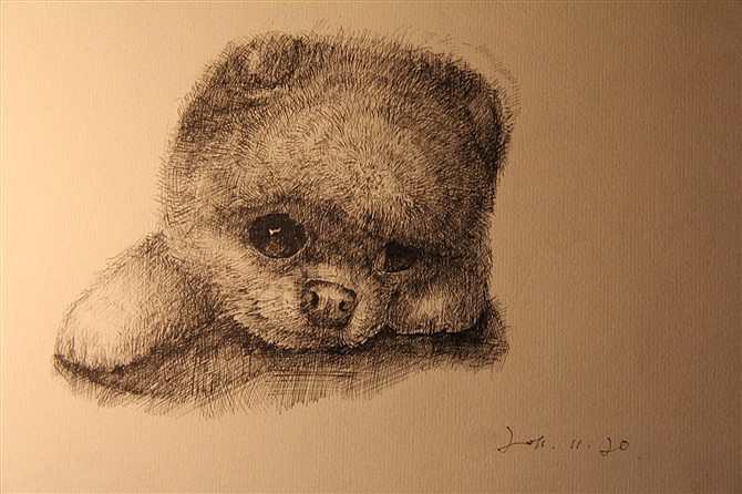 一个小松狮,被他的眼睛打动了,2011年画的.