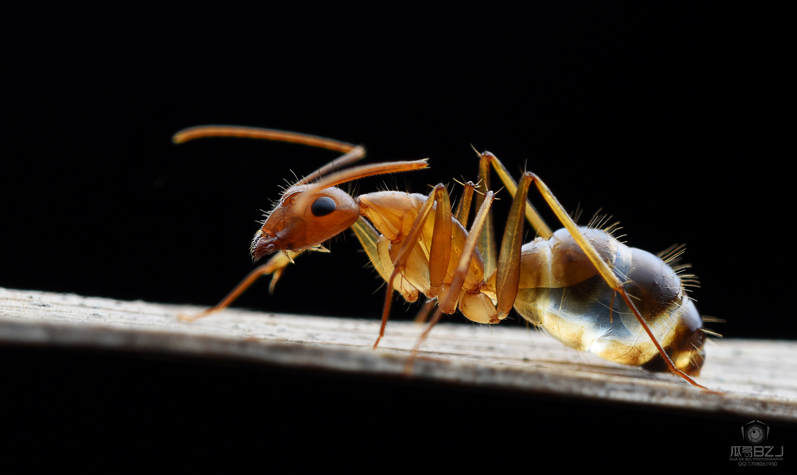 瓜哥生态微距摄影分享,眼镜蛇,竹叶青,银环蛇,昆虫
