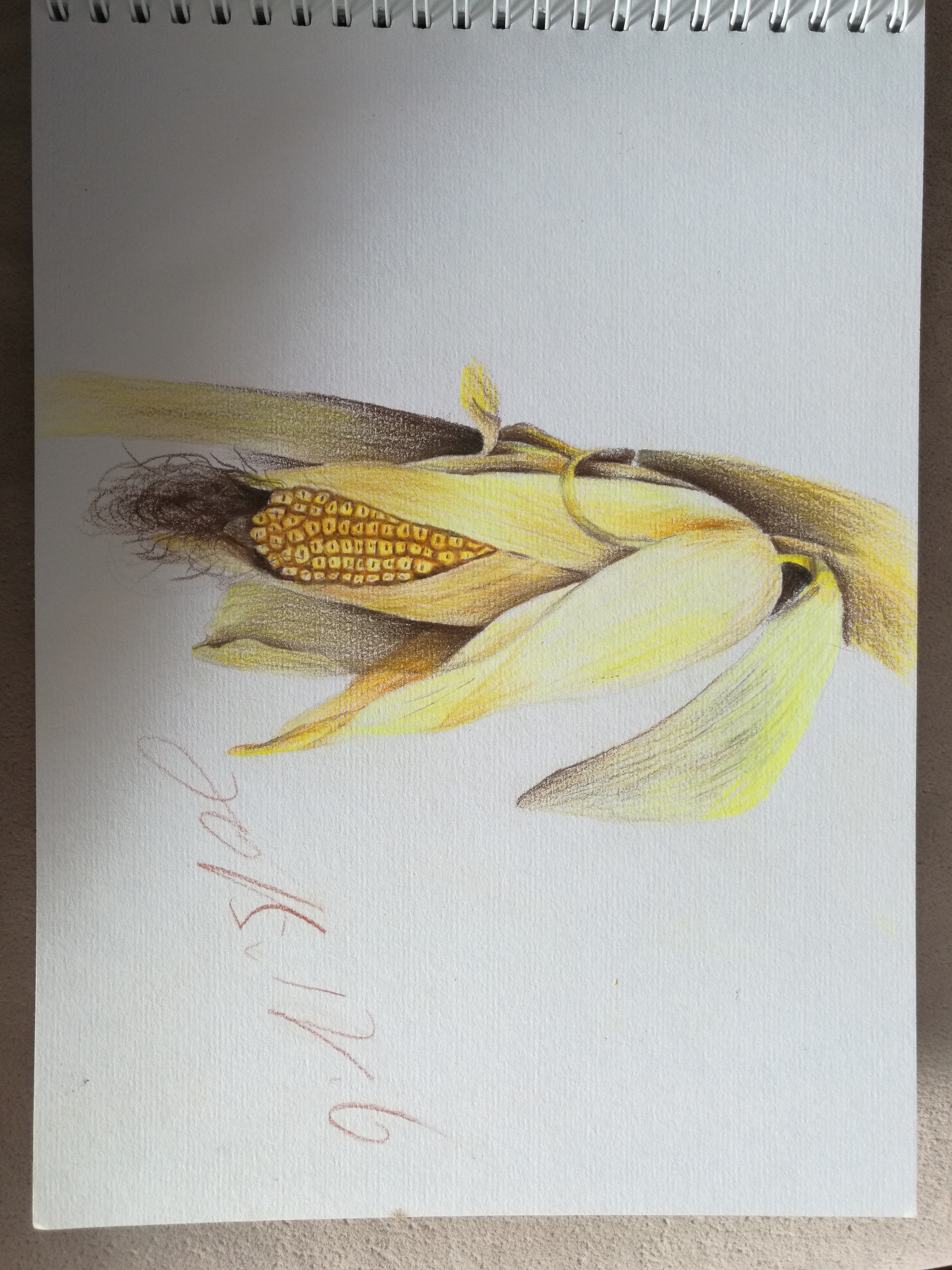 五年级幼儿简单漂亮的美术大全 实用彩色简笔画玉米怎么画 丫丫小报