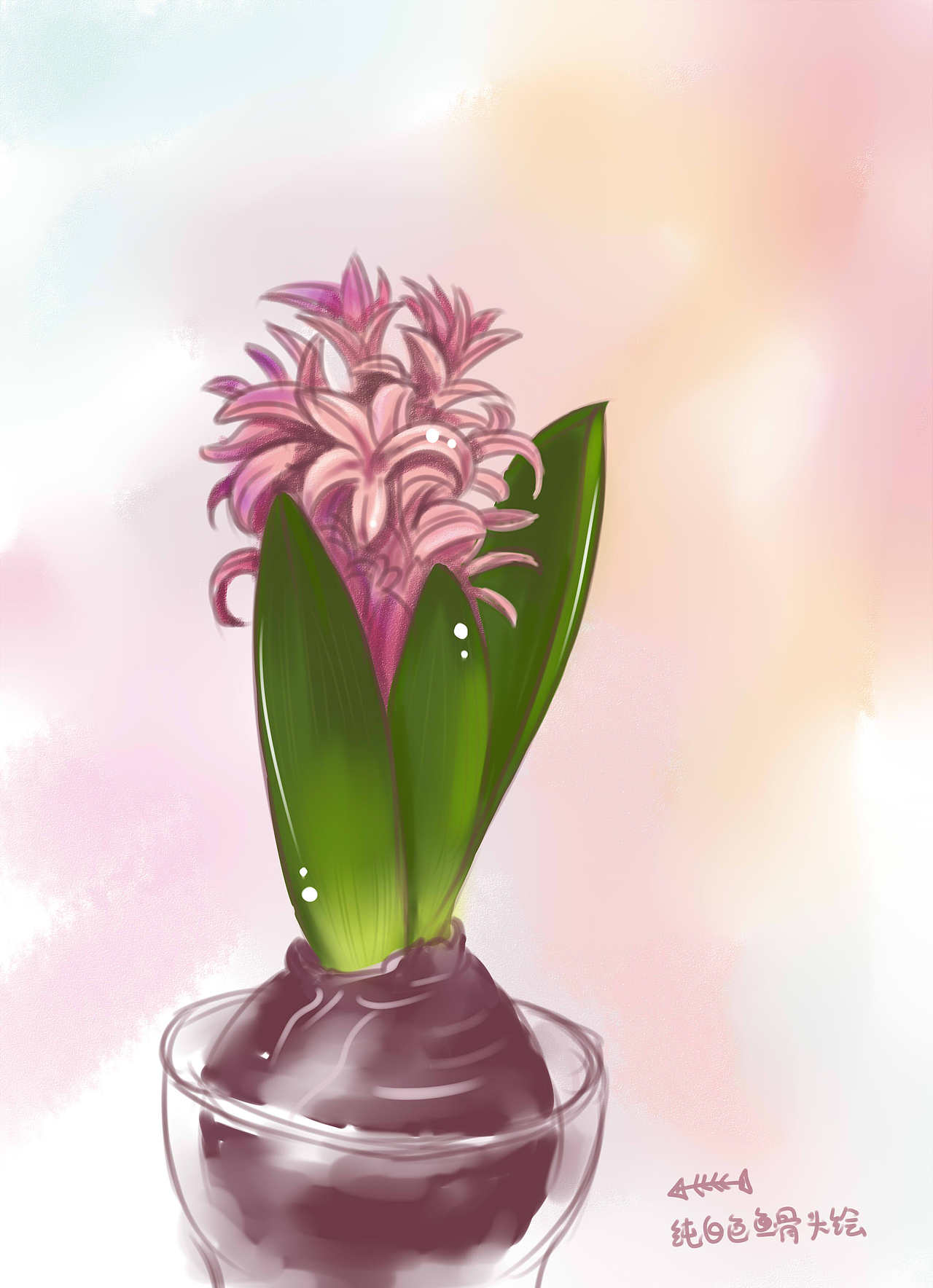 风信子开花了,屋里香香的,长势喜人