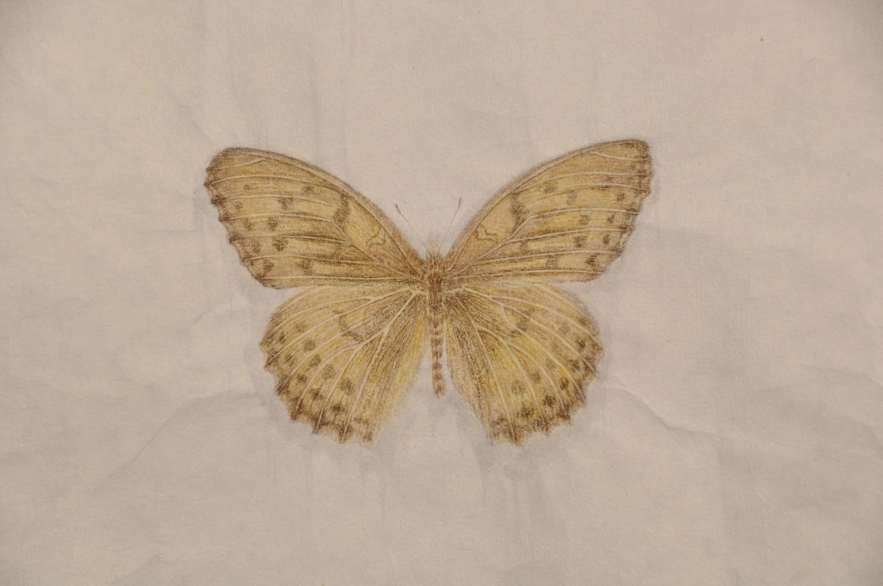 长白山野生蝴蝶（纸）（图ZMTIwNzg1MDEy） - 艺术插画 - 站酷设计师一半儿12321原创素材 - 站酷ZCOOL