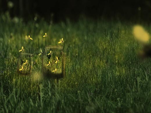 萤火虫