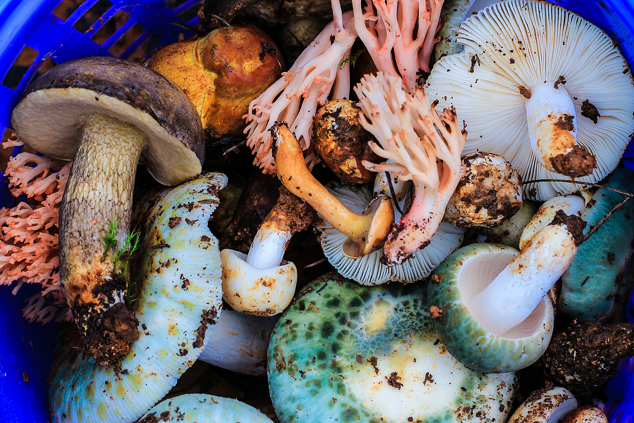 云南野生菌（图ZODU2MTczMjQ=） - 产品摄影 - 站酷设计师吴赟wly原创素材 - 站酷ZCOOL