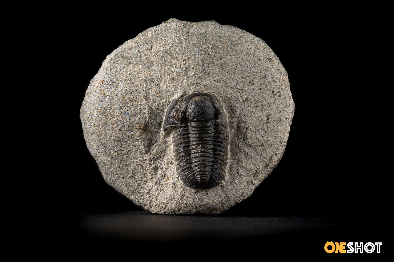 一些化石和矿石（图ZMTM4NTYyODYw） - 产品摄影 - 站酷设计师WildKay原创素材 - 站酷ZCOOL