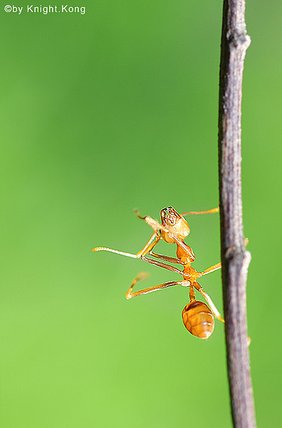 跳杠杆舞的蚂蚁