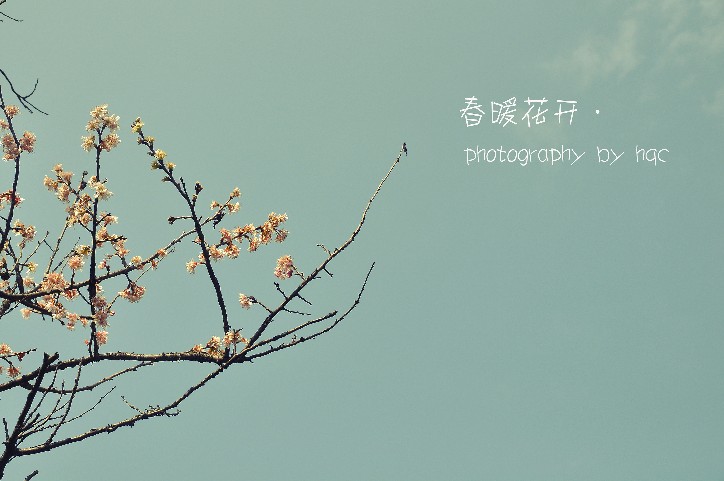 《春暖花开》 壁纸（3）_植物_太平洋科技