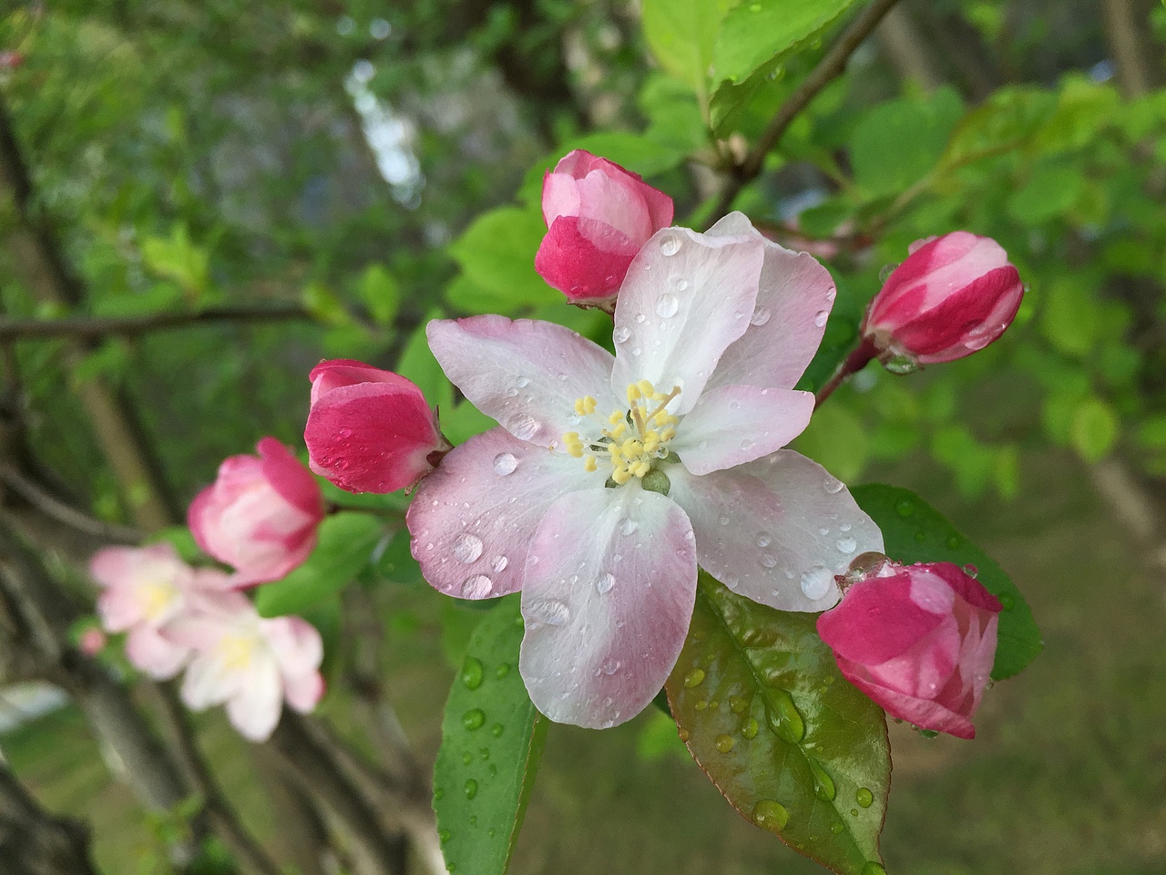 摄影-花草（图ZMTUwMDQwMDQw） - 风光摄影 - 站酷设计师雪筱静原创素材 - 站酷ZCOOL