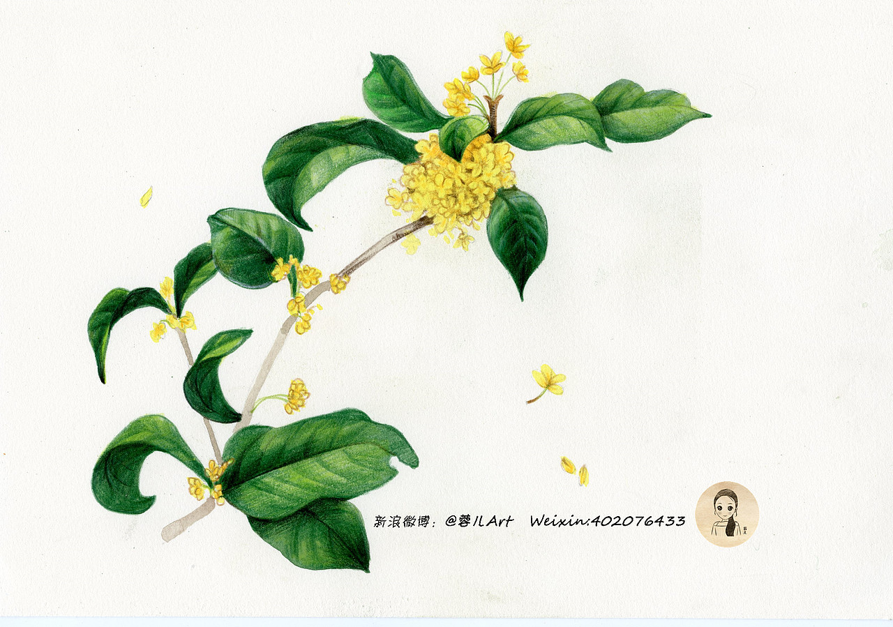 【桂花】彩铅基础教程 ：八月桂花香