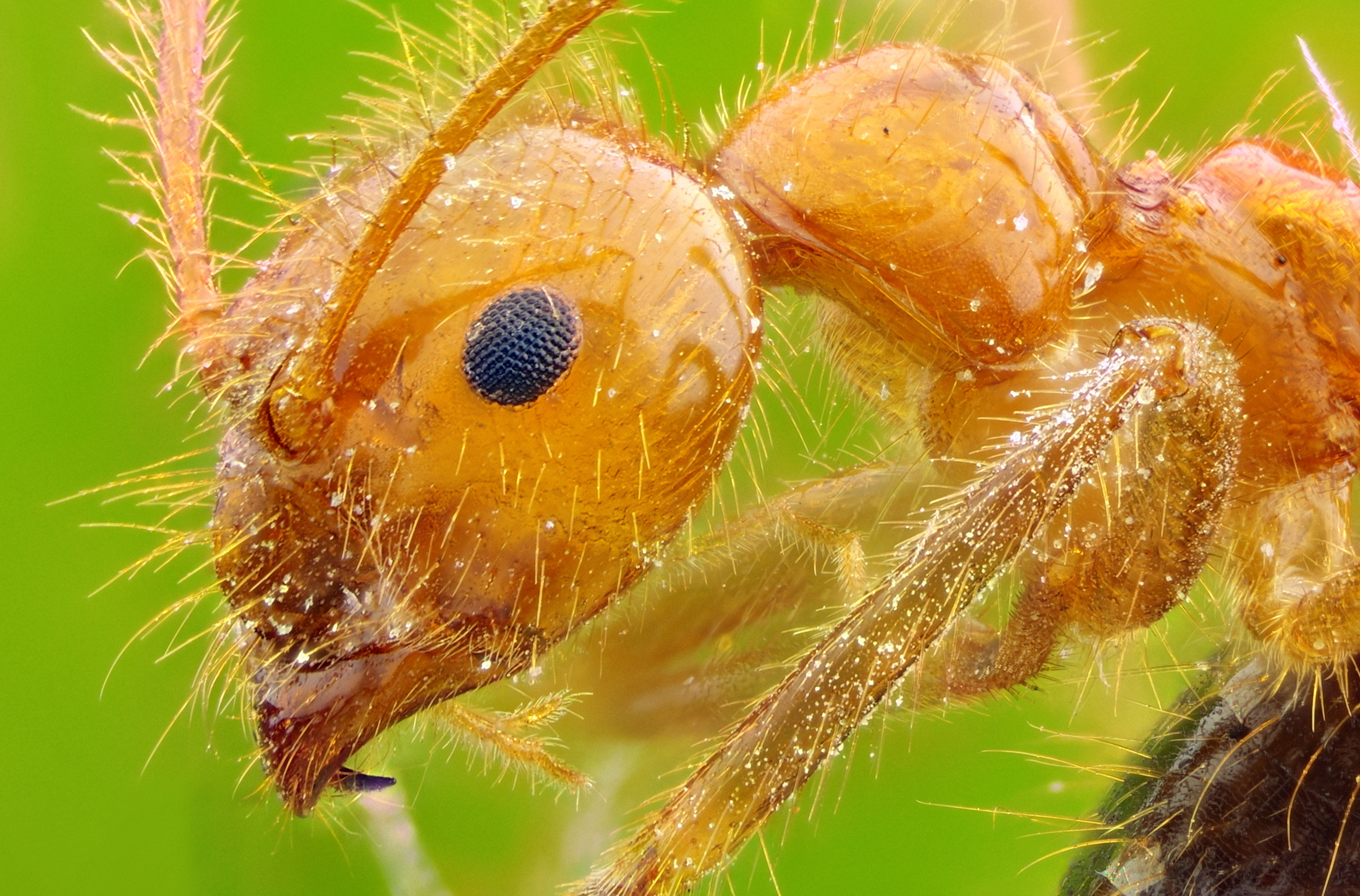 【小蚂蚁的家摄影图片】橡胶林里生态摄影_QQ543433719_太平洋电脑网摄影部落