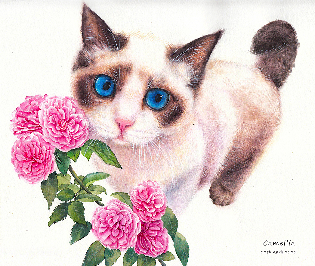 猫和山茶花（图ZMjM1NjExNTA4） - 绘画 - 站酷设计师Camellia张姝原创素材 - 站酷ZCOOL
