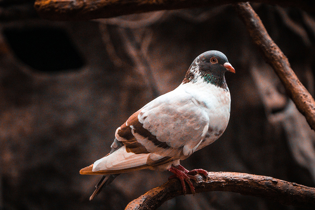 顺德长鹿休闲度假农庄（图ZMjczODUwNTQ4） - 风光摄影 - 站酷设计师光速工作室原创素材 - 站酷ZCOOL