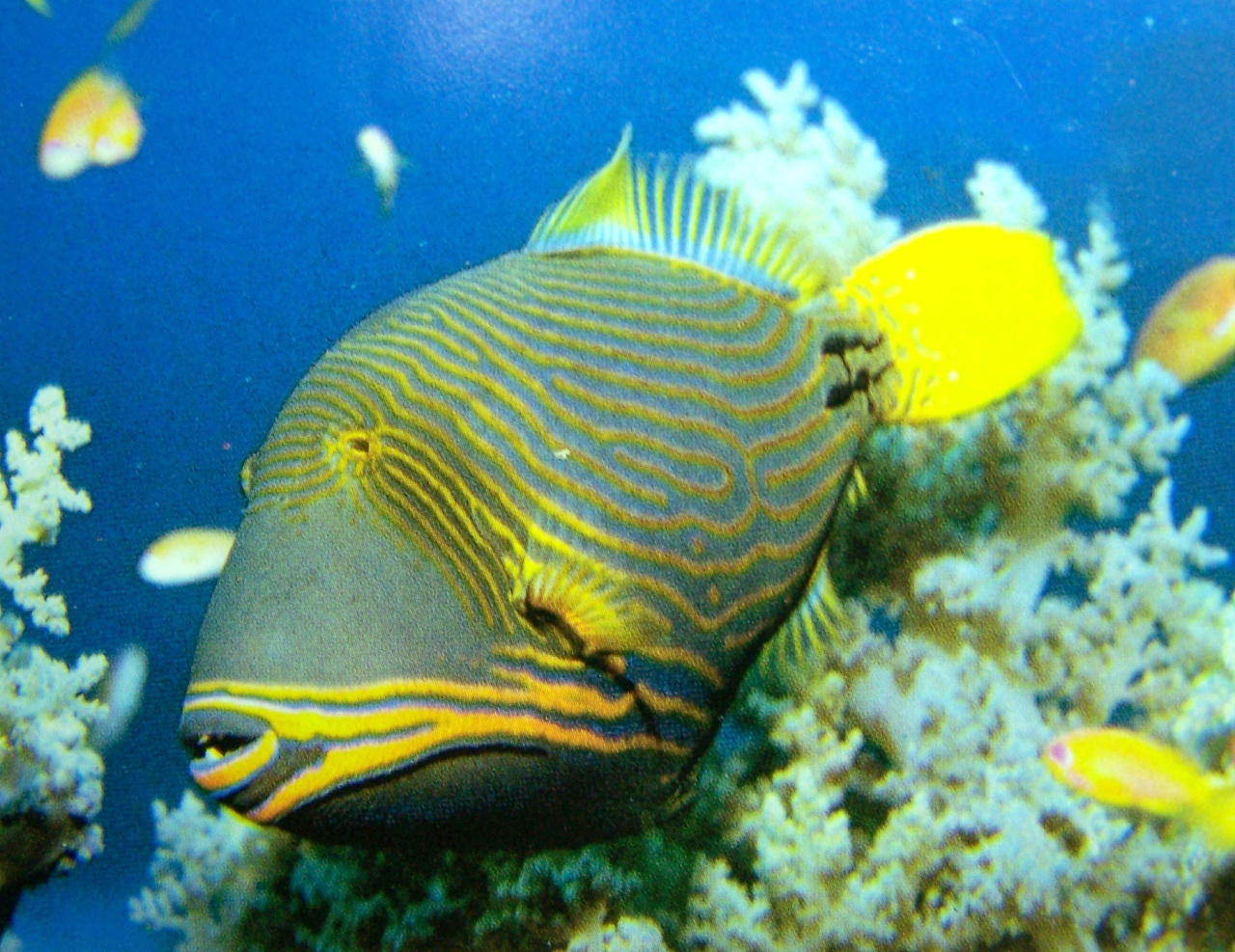 南沙超漂亮鱼类