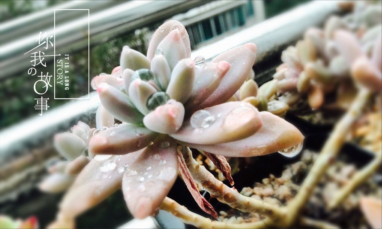 多肉植物（图ZNDIzMTMxOTI=） - 产品摄影 - 站酷设计师羊羊驼驼原创素材 - 站酷ZCOOL