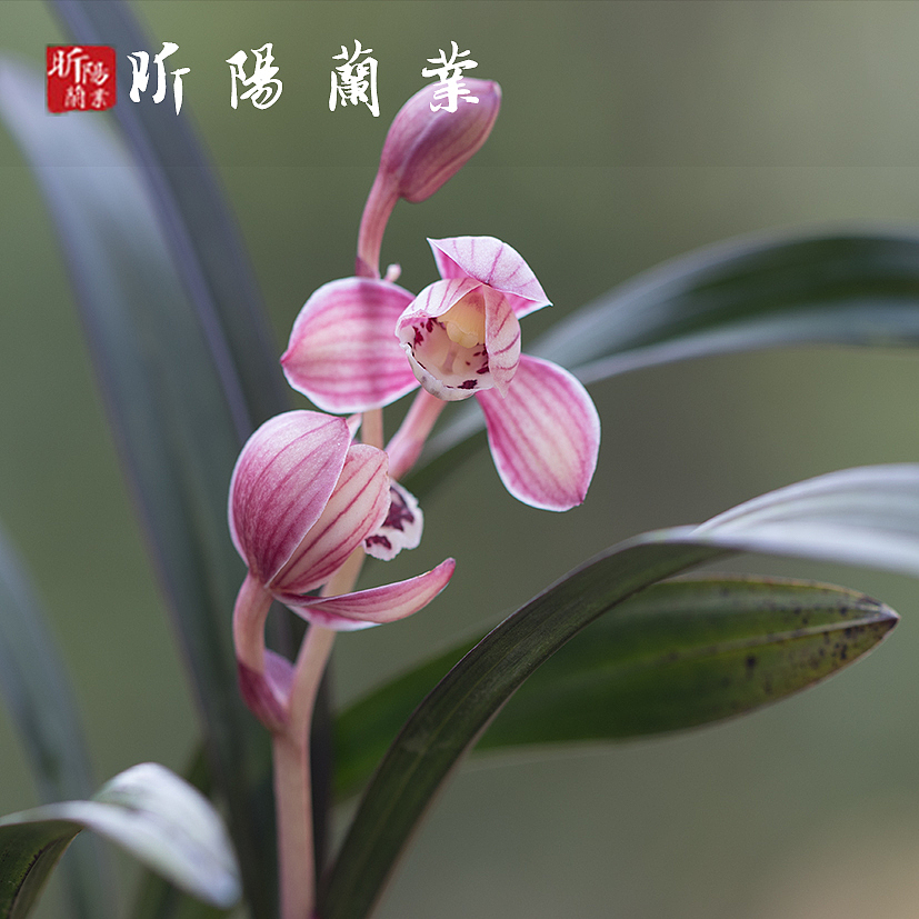 建兰—红草红荷（图ZMjI3NzY0ODA4） - 产品摄影 - 站酷设计师立尚原创素材 - 站酷ZCOOL