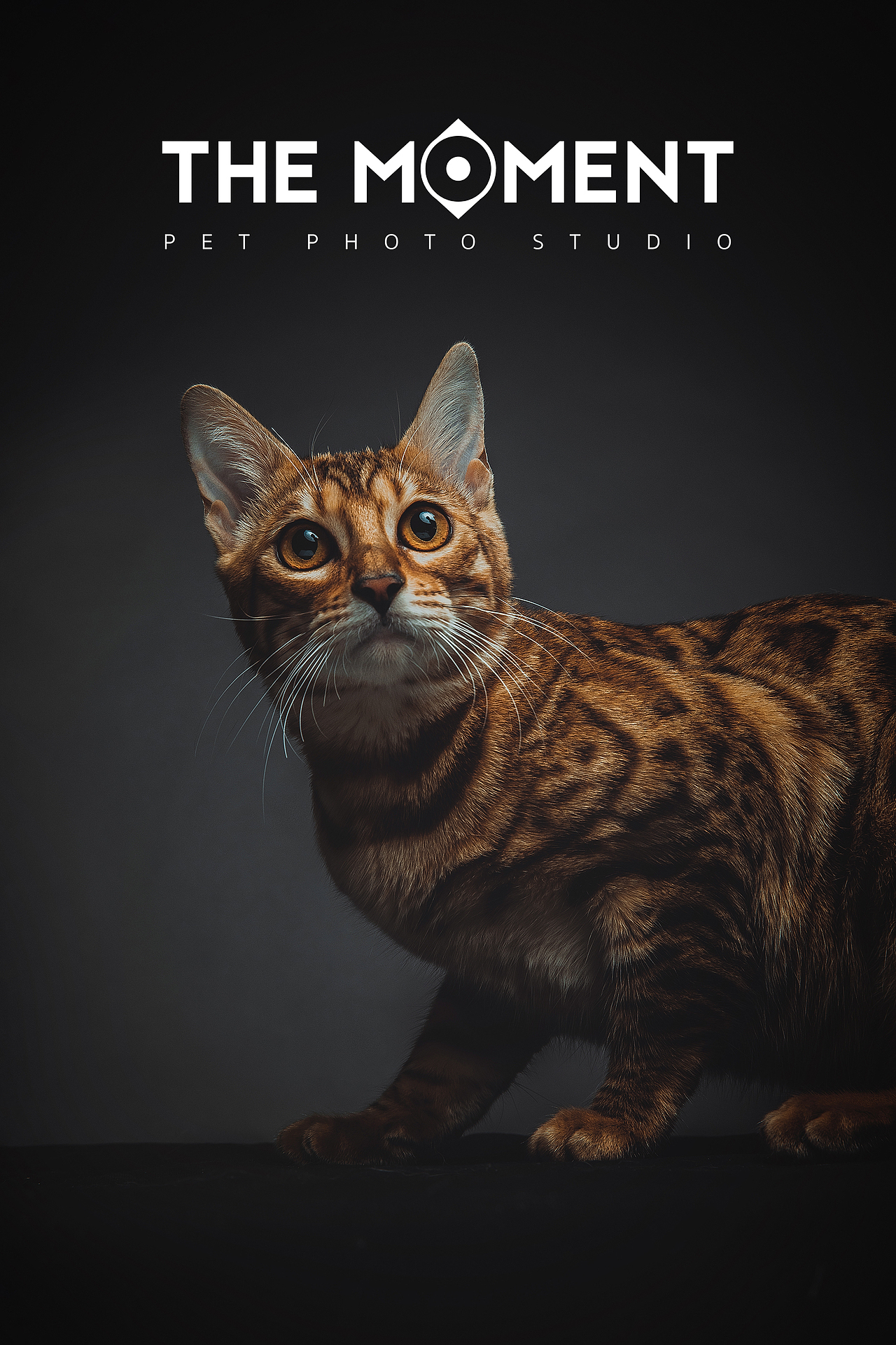 宠物摄影 四只豹猫（图ZMjg1Njc0MzYw） - 宠物摄影 - 站酷设计师皆欢原创素材 - 站酷ZCOOL