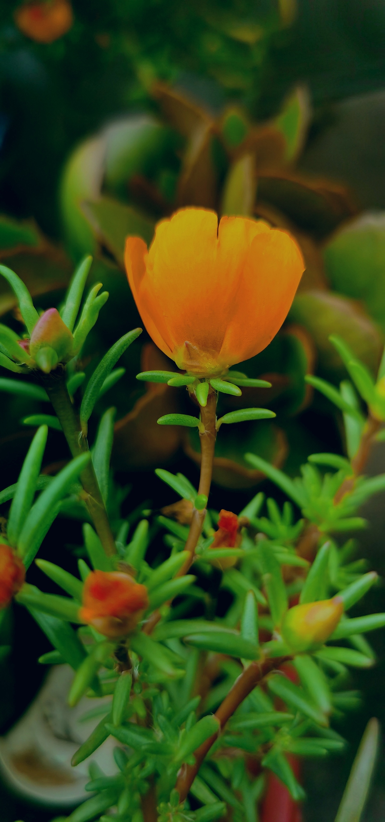 入夏的深绿世界（图ZMjY3ODg5NzMy） - 其他摄影 - 站酷设计师赵小八BA原创素材 - 站酷ZCOOL