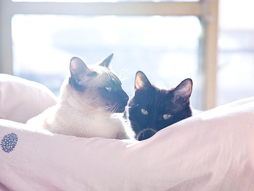 小清新猫粮
