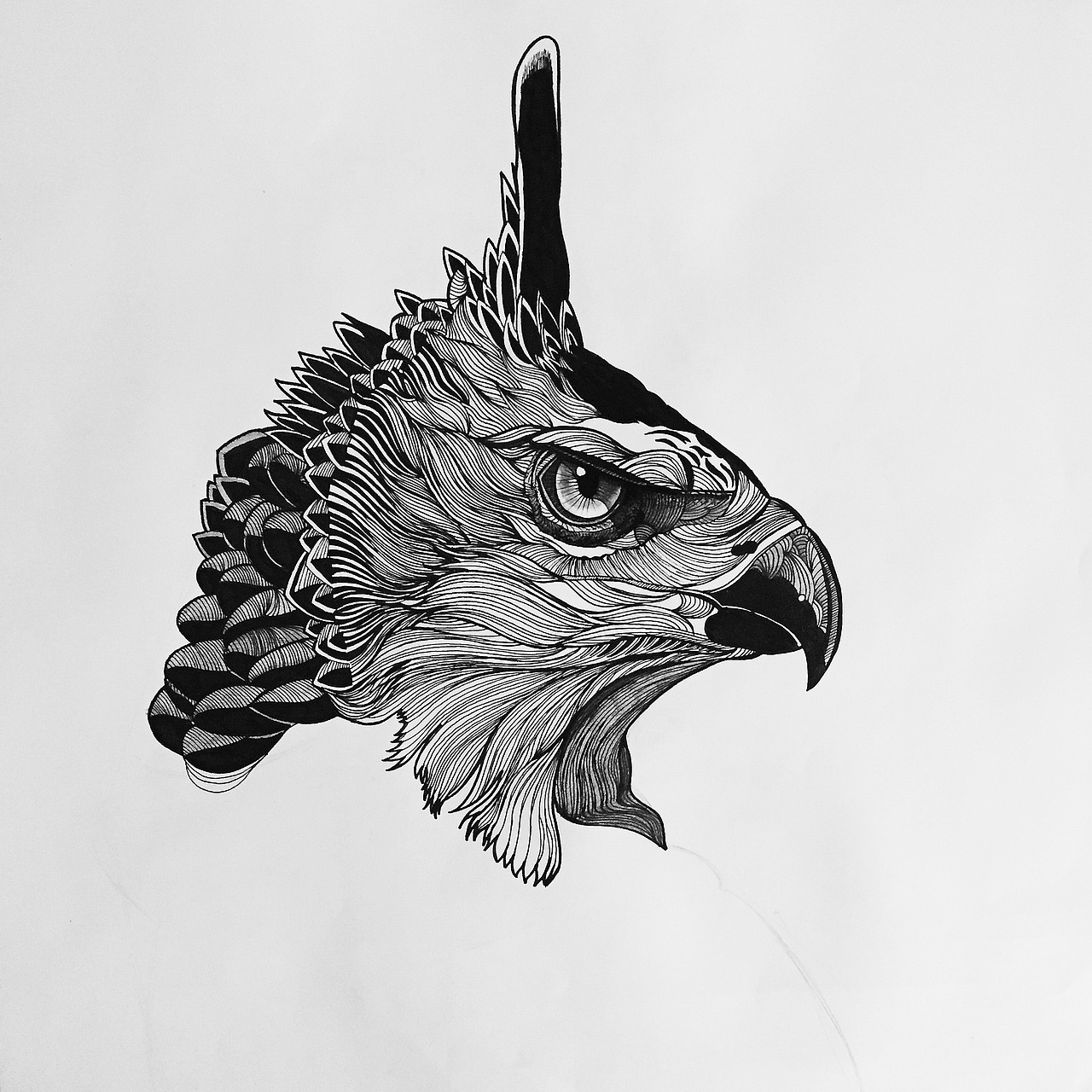 Hawk（图ZMzMxODI0OTY=） - 绘画 - 站酷设计师Niico原创素材 - 站酷ZCOOL