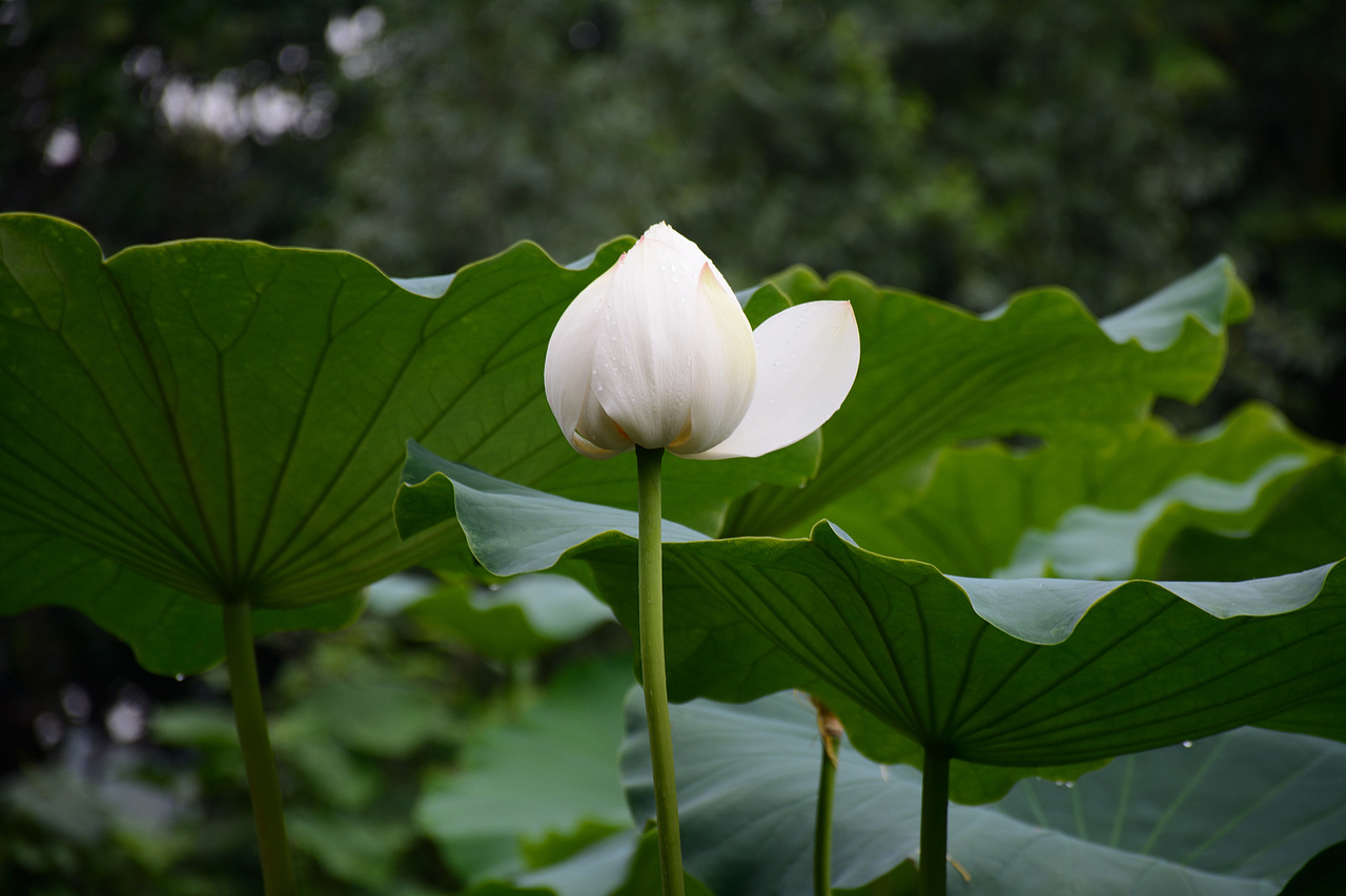 荷花，（图ZNzcxODI3Mjg=） - 产品摄影 - 站酷设计师seven一罗希文原创素材 - 站酷ZCOOL