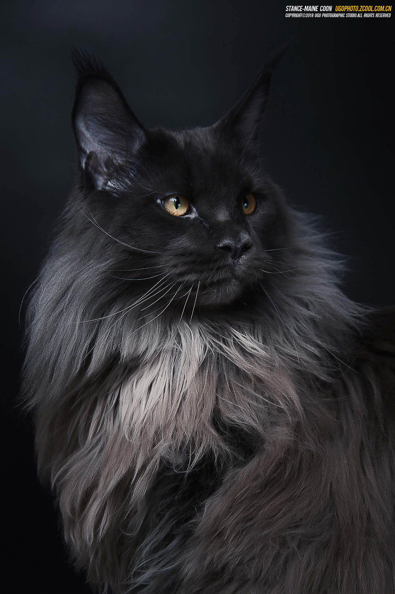 mystery谜【动物摄影师何某某个人作品20】