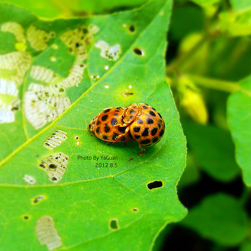 【手机拍摄习作】