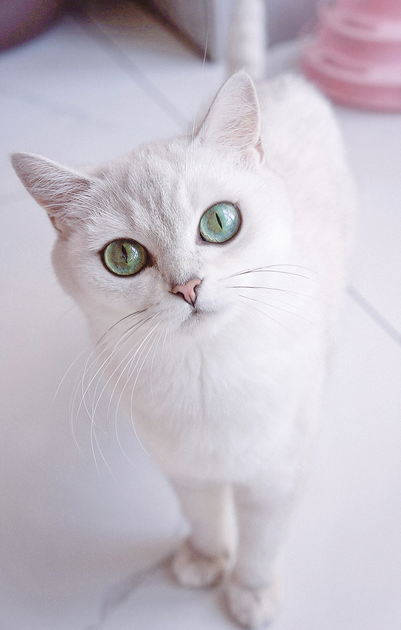 宠物摄影||爱宠大机密&银渐层猫系列