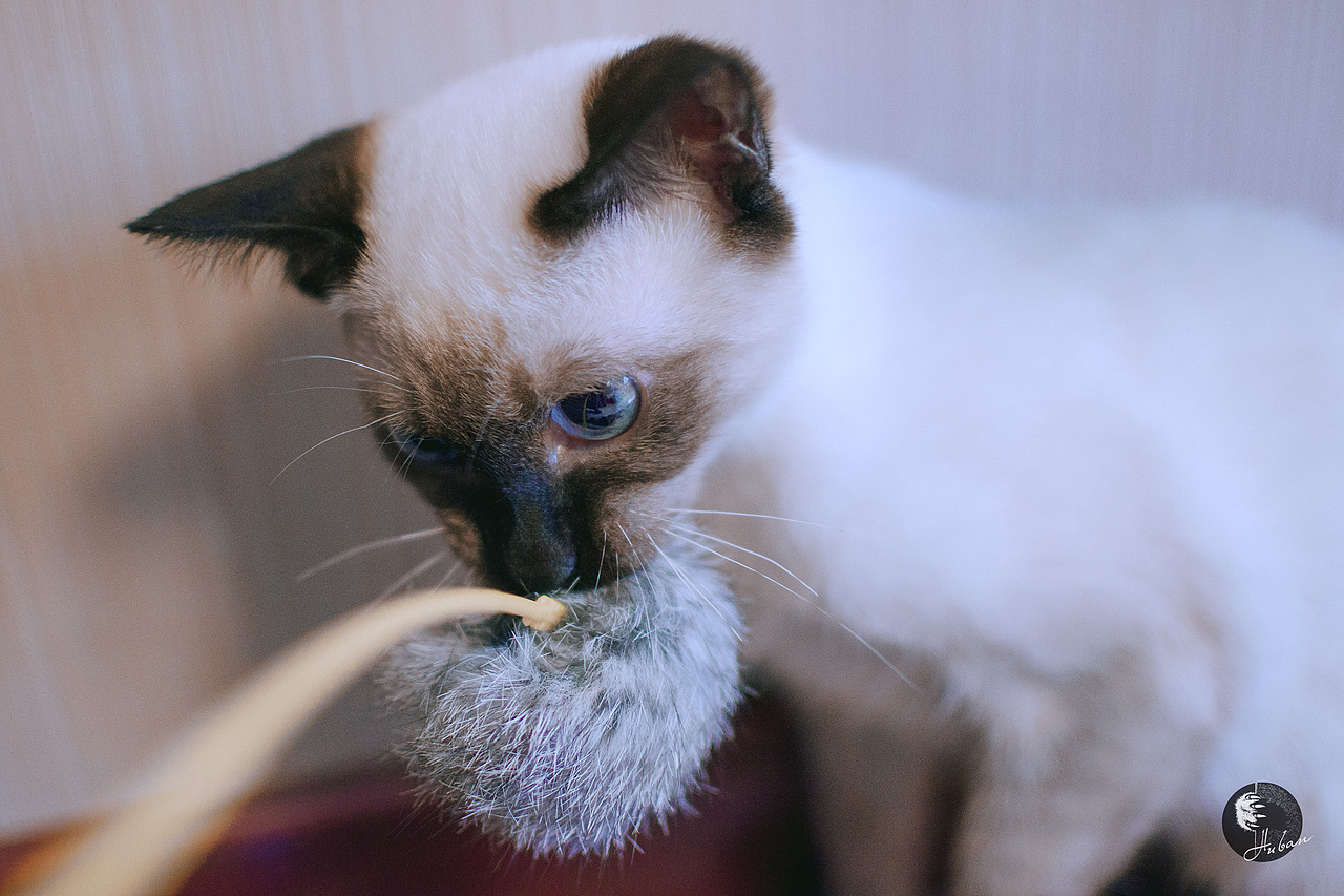 003-拍够100只猫/暹罗猫