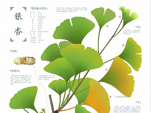 木林子国家自然保护区濒危植物信息图（部分）