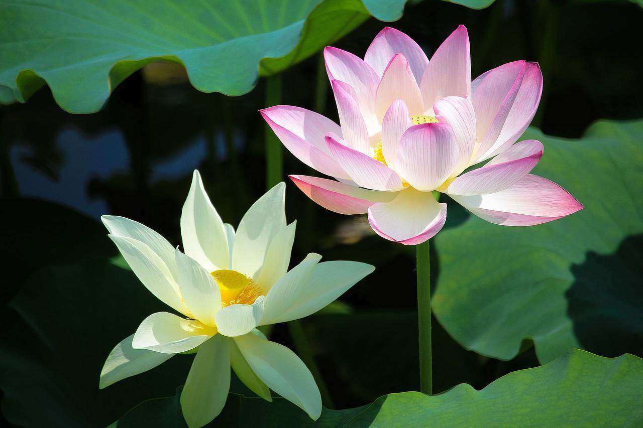 洪湖公园的荷花开了