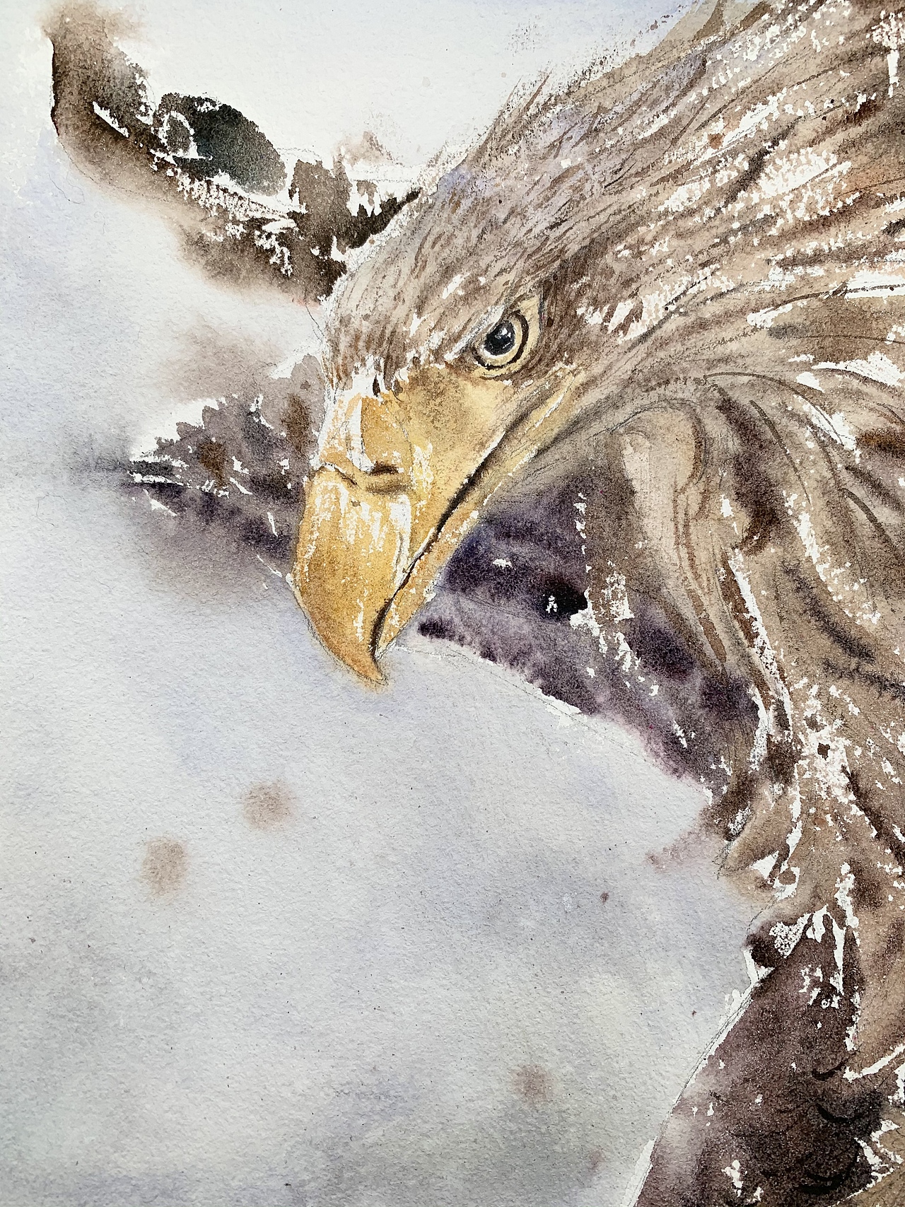 《鹰》（图ZMjM4ODIyMzUy） - 绘画 - 站酷设计师菜蔡水彩原创素材 - 站酷ZCOOL