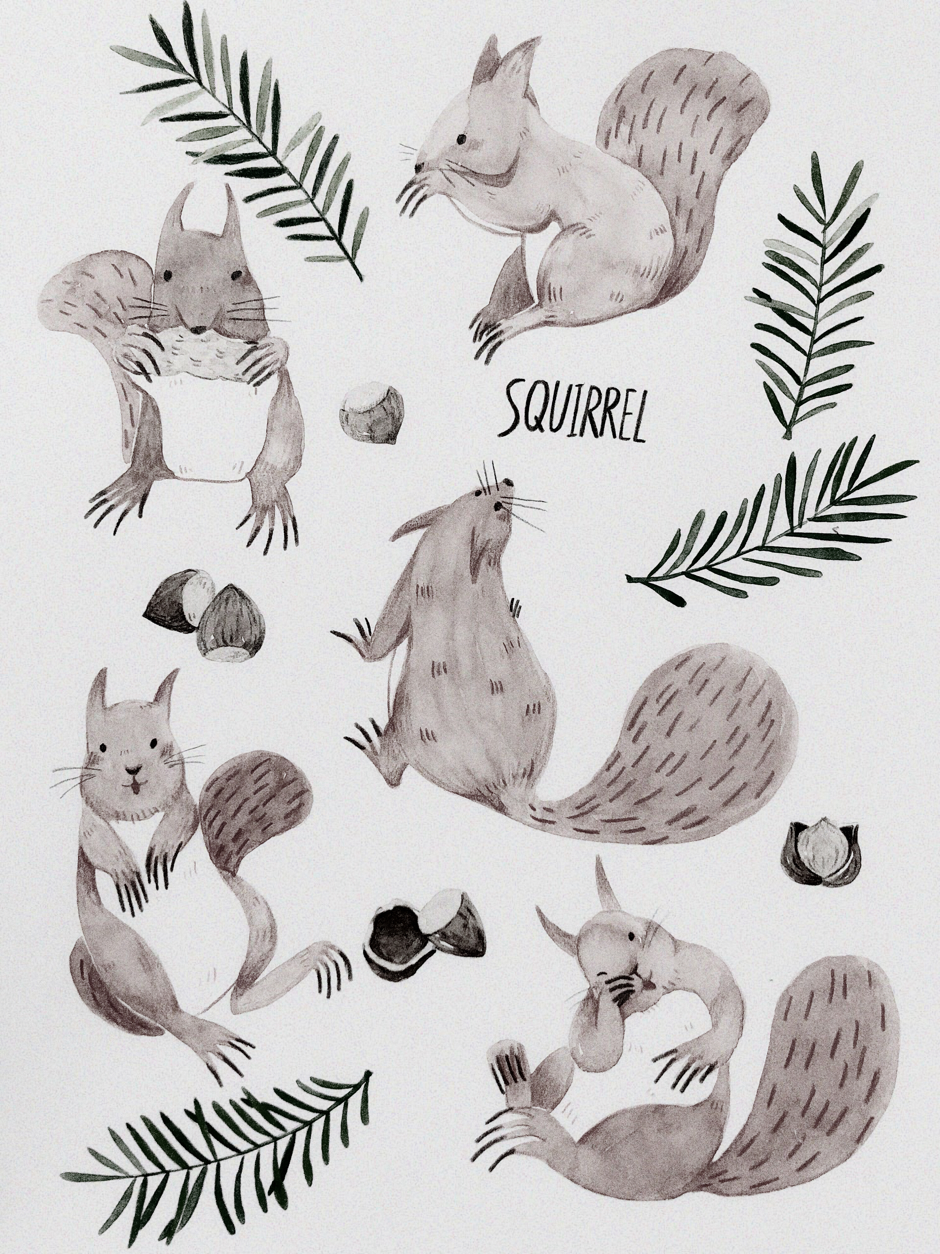 小松鼠|插画|插画习作|我是黏糕 - 原创作品 - 站酷 (zcool)