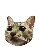 肥蠢表情gif 纪念我那只去了喵星的肥蠢（图ZMjkxMDg0ODQ=） - 其他平面 - 站酷设计师马鹿喵太郎原创素材 - 站酷ZCOOL